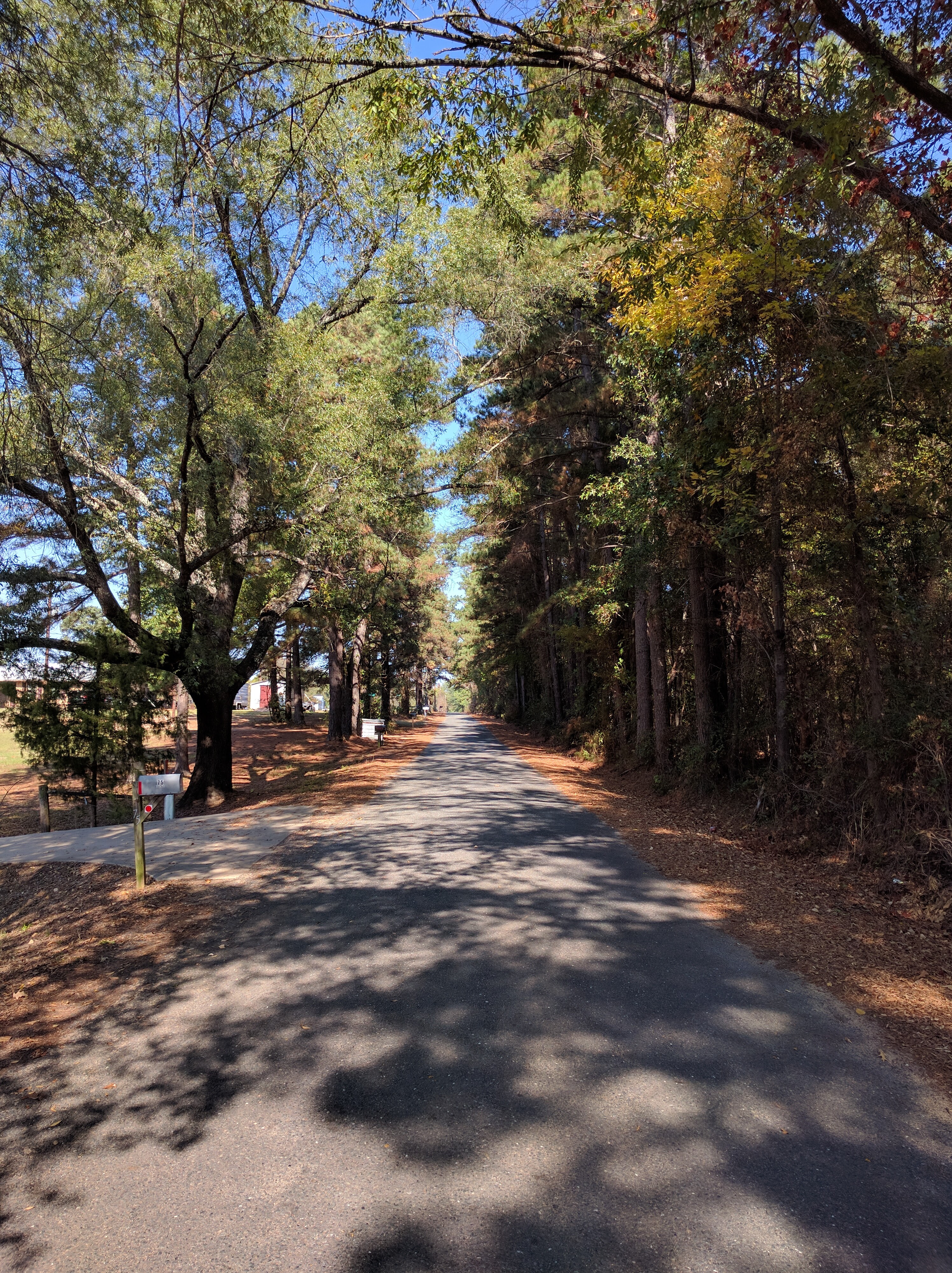 Tree Tunnel